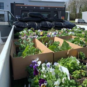 boxes of flowers