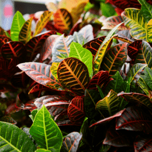 Houseplants